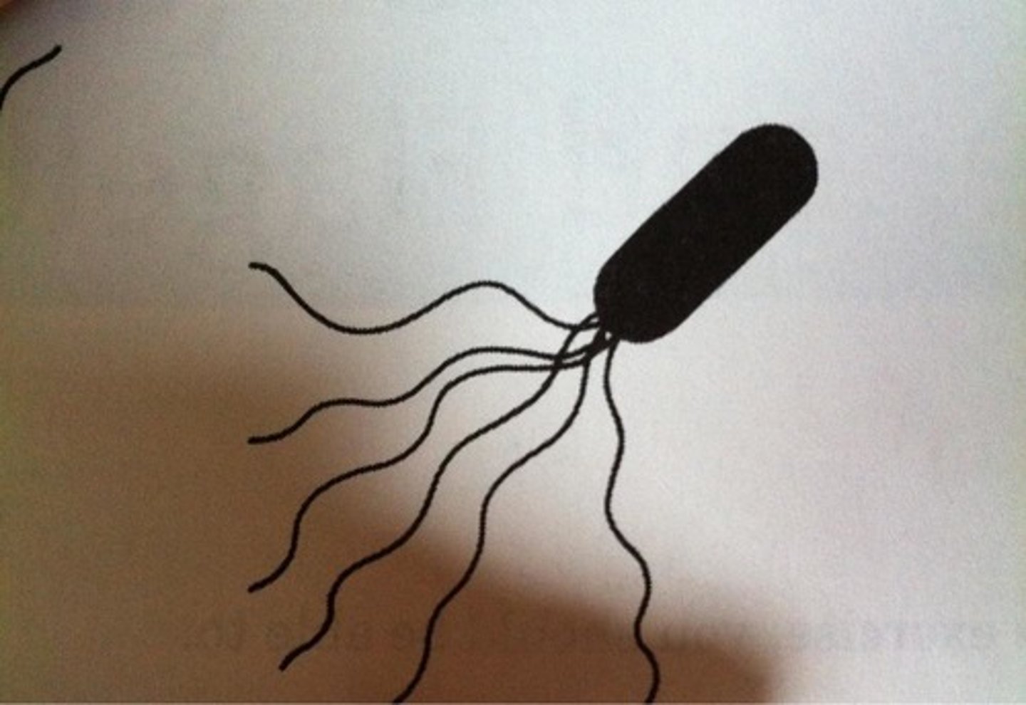 <p>A drawing of a single rod-shaped (cylindrical) cell with a tuft of multiple flagella at one end.</p>