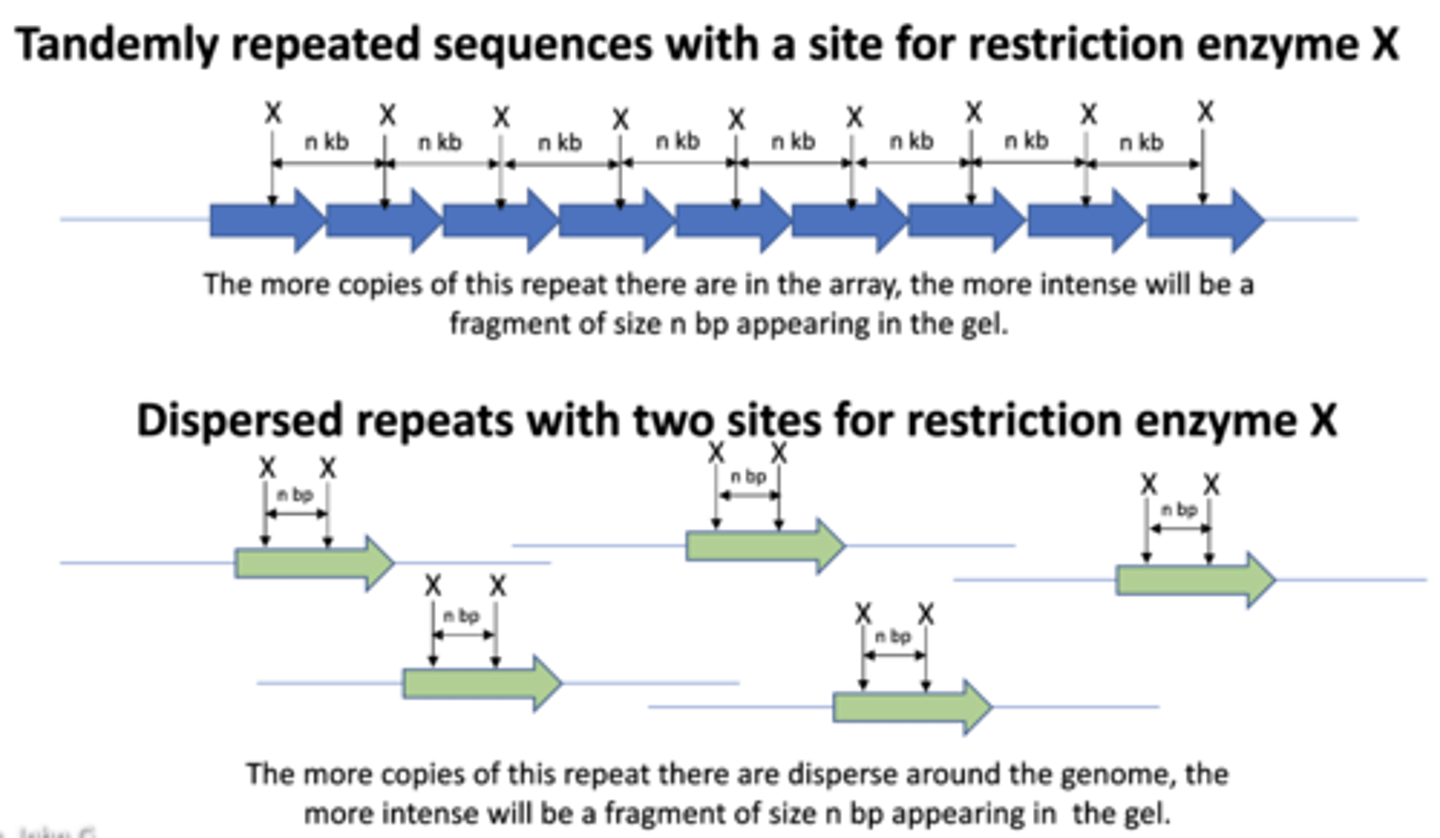 <p>duplicated genes that are located next to each other on a chromosome</p>