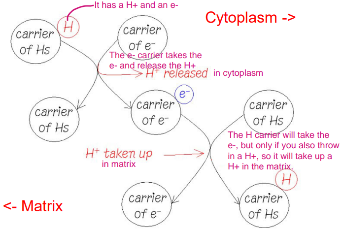 <p>You are a CARRIER of HYDROGENS. This means you are carrying A PROTON plus AN ELECTRON (because that’s what a H is!!!)</p><p>Imagine you BUMP INTO a carrier of ELECTRONS. That is, something that CARRIES ELECTRONS but DOESN’T WANT TO DEAL WITH PROTONS. </p><p>SO, you’ve gotten rid of your cargo. </p><p>THEY have their ELECTRON. </p><p>What gets RELEASED is a PROTON!</p>