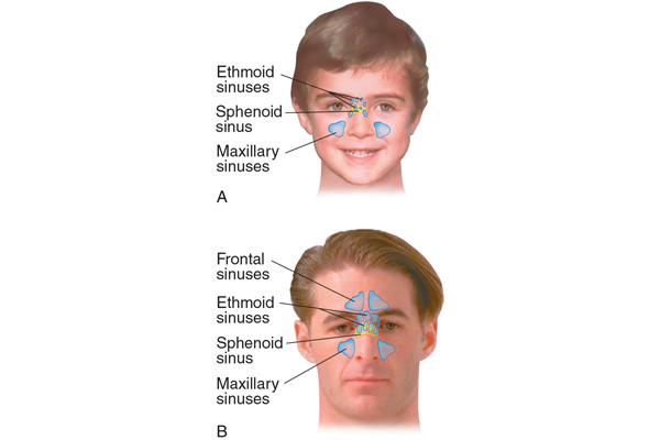 <p>maxillary; frontal</p>
