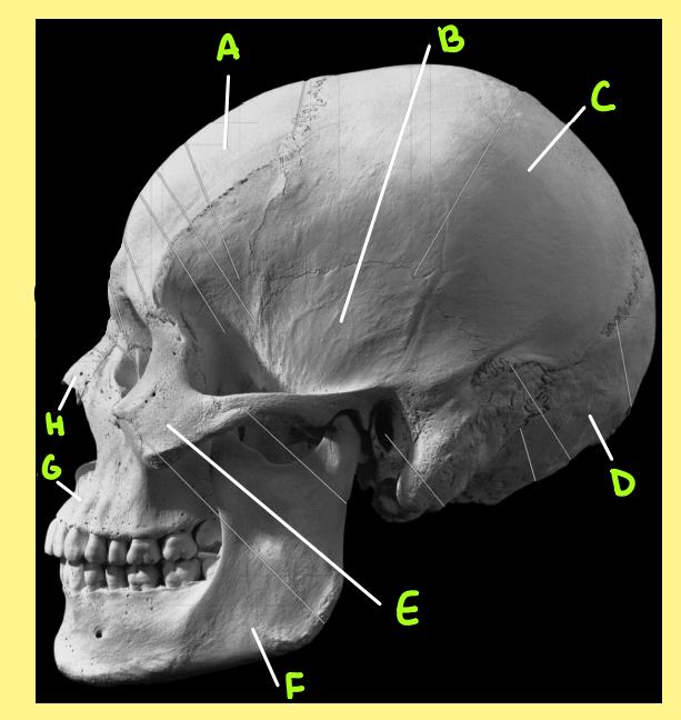 <p>Which bone is F?</p>