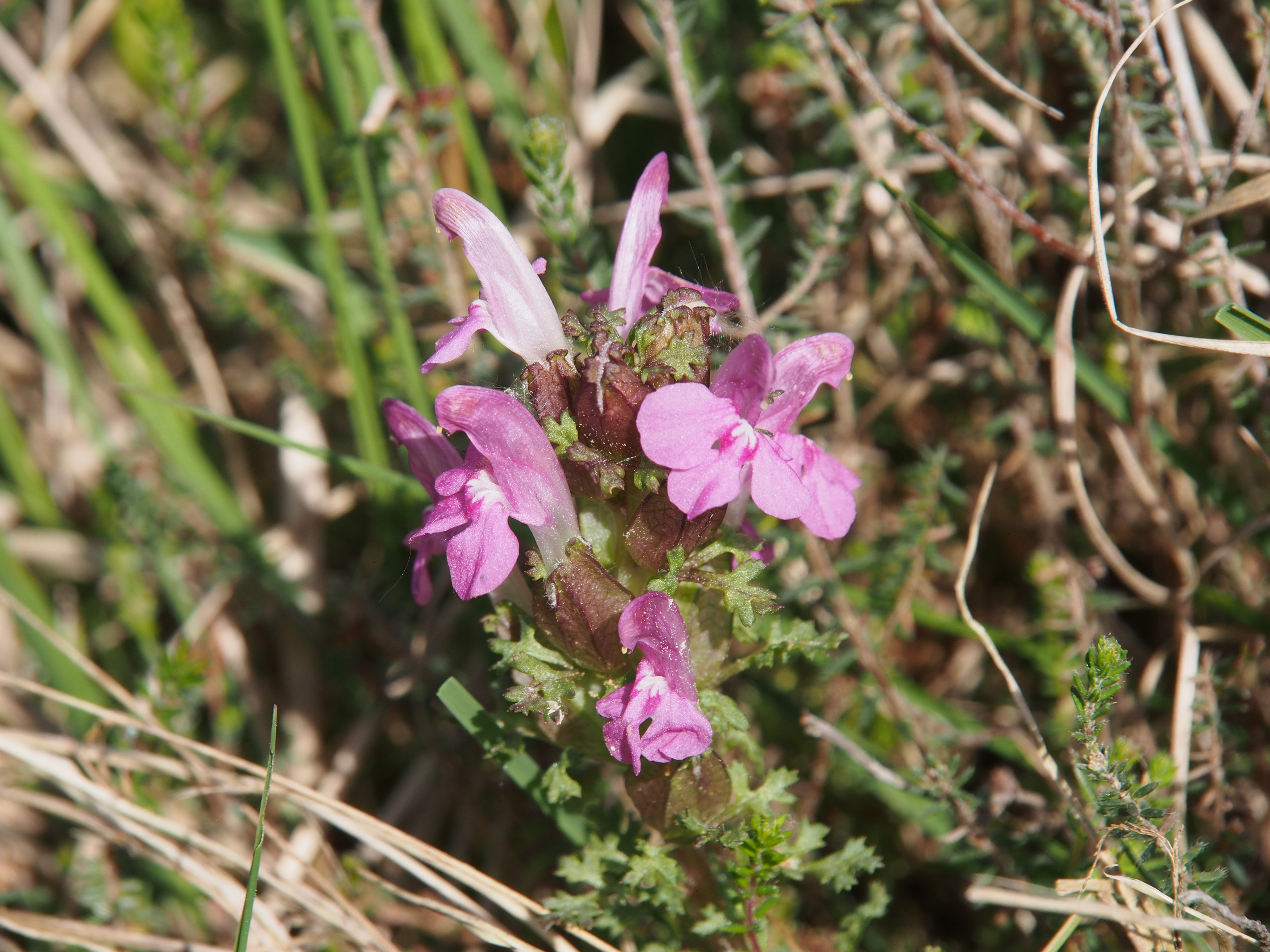 <p>Lousewort</p>