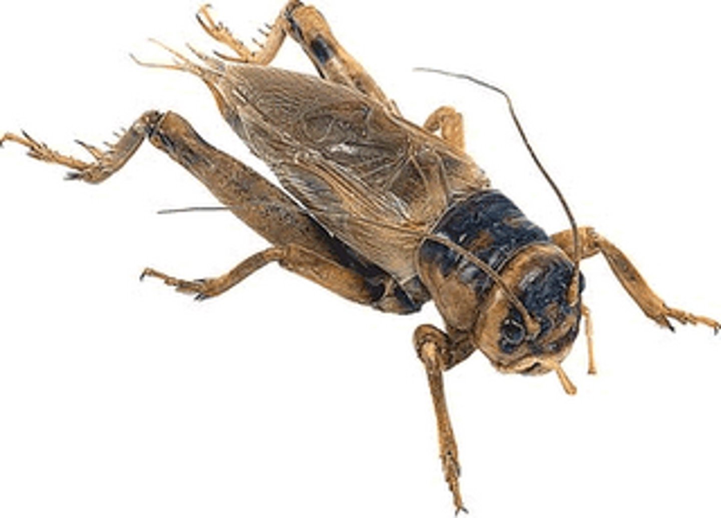 <p>Cricket Family</p>