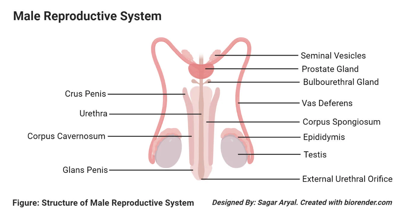 <p>Before ejaculation: </p><p><mark data-color="yellow" style="background-color: yellow; color: inherit">Seminiferous tubules</mark> (production site) → collect in <mark data-color="yellow" style="background-color: yellow; color: inherit">vasa efferentia tubes</mark> → carried to <mark data-color="yellow" style="background-color: yellow; color: inherit">head of epididymis </mark>(where they become motile)</p><p></p><p>Ejaculation:</p><p><mark data-color="yellow" style="background-color: yellow; color: inherit">Head of epididymis</mark> →  carried by <mark data-color="yellow" style="background-color: yellow; color: inherit">vas deferens</mark> (and mixed with secretions) → <mark data-color="yellow" style="background-color: yellow; color: inherit">penis </mark></p><p></p><p></p>