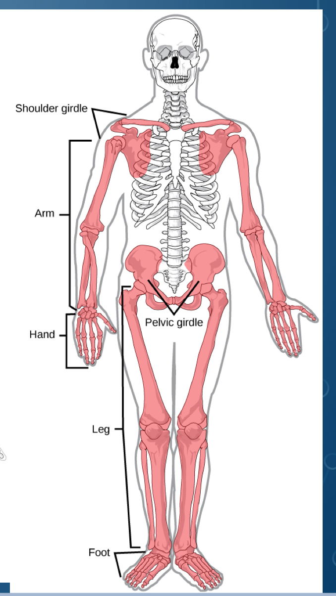 <p>Shoulder and pelvic girdles, limbs</p>