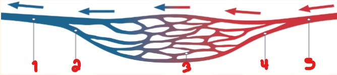 <p>Label the parts of the vessel microcirculation chart. </p>