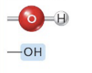 <p>(—OH) (Ex. Alcohols)</p><p> </p><p>Polar</p><p> </p><p>Hydrogen bonds with water, facilitating dissolving of organic molecules</p>