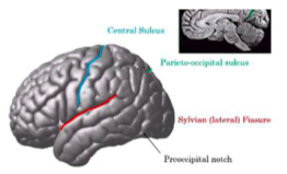 <ul><li><p>separates frontal and temporal lobe</p></li></ul>