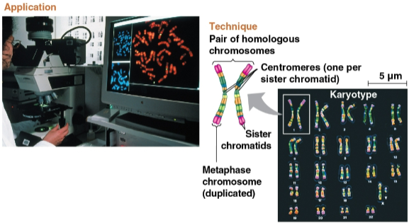 <p>Homologous chromosomes (homologs)</p>
