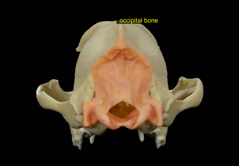 <p>back of head</p>