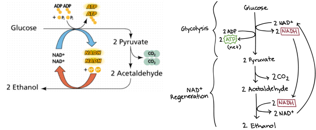 <ul><li><p><span style="background-color: transparent;">Occurs in yeasts and some bacteria</span></p></li><li><p><span style="background-color: transparent;">2 Pyruvate converted to 2 acetaldehyde converted to 2 ethanol&nbsp;</span></p></li><li><p><span style="background-color: transparent;">Acetaldehyde is intermediary step&nbsp;</span></p></li><li><p><span style="background-color: transparent;">Potential energy from acetaldehyde -&gt; ethanol used to oxidize NADH to NAD+ (can also be called NAD+ regeneration)</span></p></li></ul><p></p>