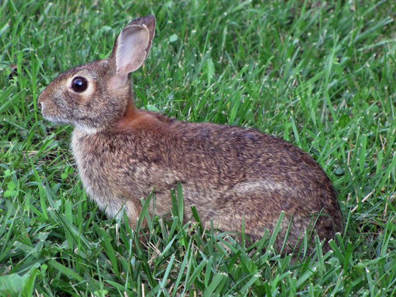 <p>Unlike New England cottontail, no black spot between ears</p>