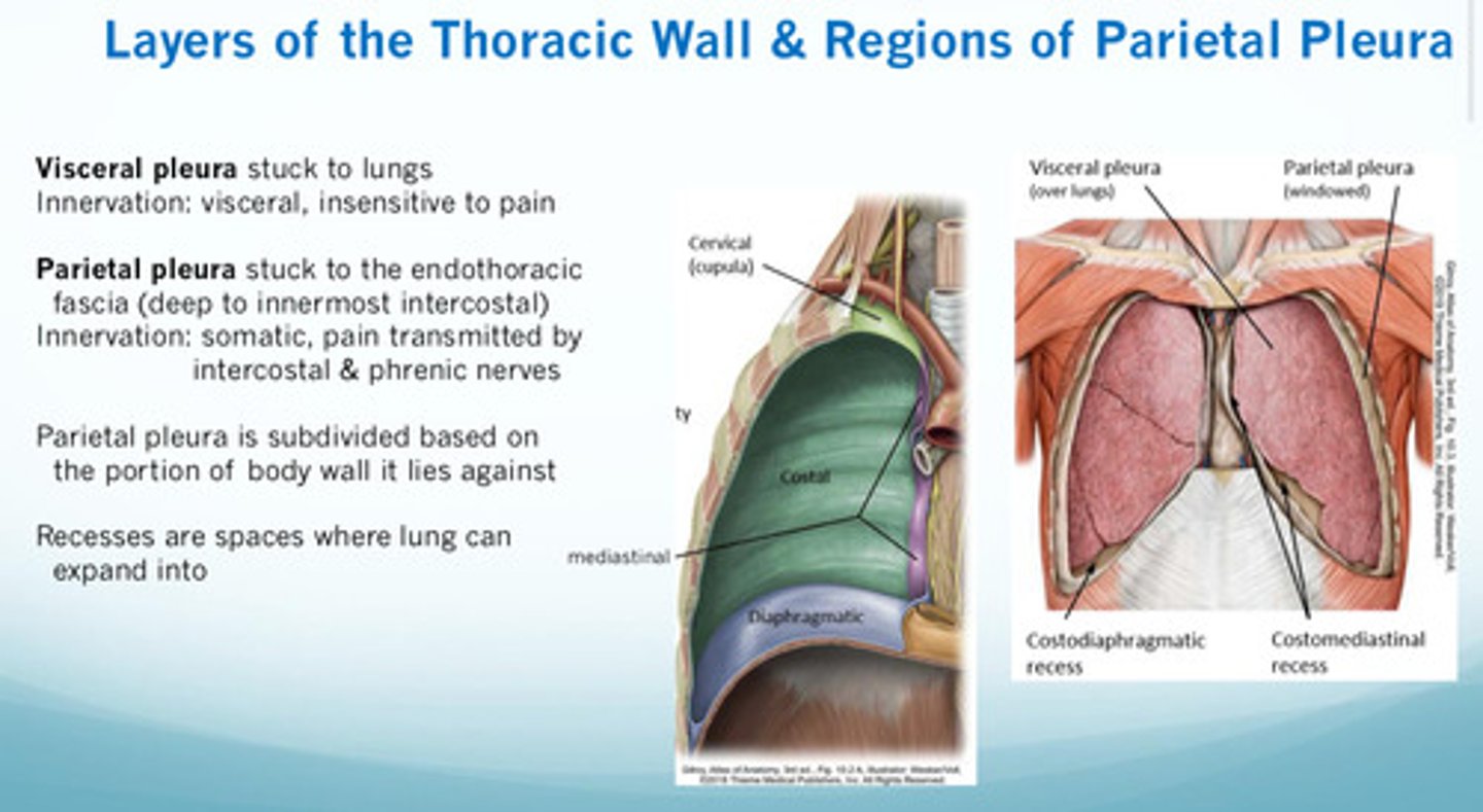 <p>innervation of visceral pleura —&gt; visceral, insensitive to pain</p><p>innervation of parietal pleura —&gt; somatic, pain transmitted by intercostal and phrenic nerves</p>