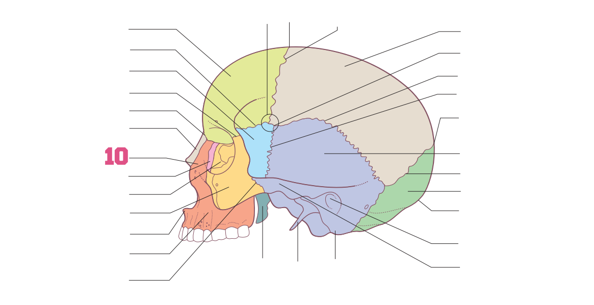 <p>10</p>
