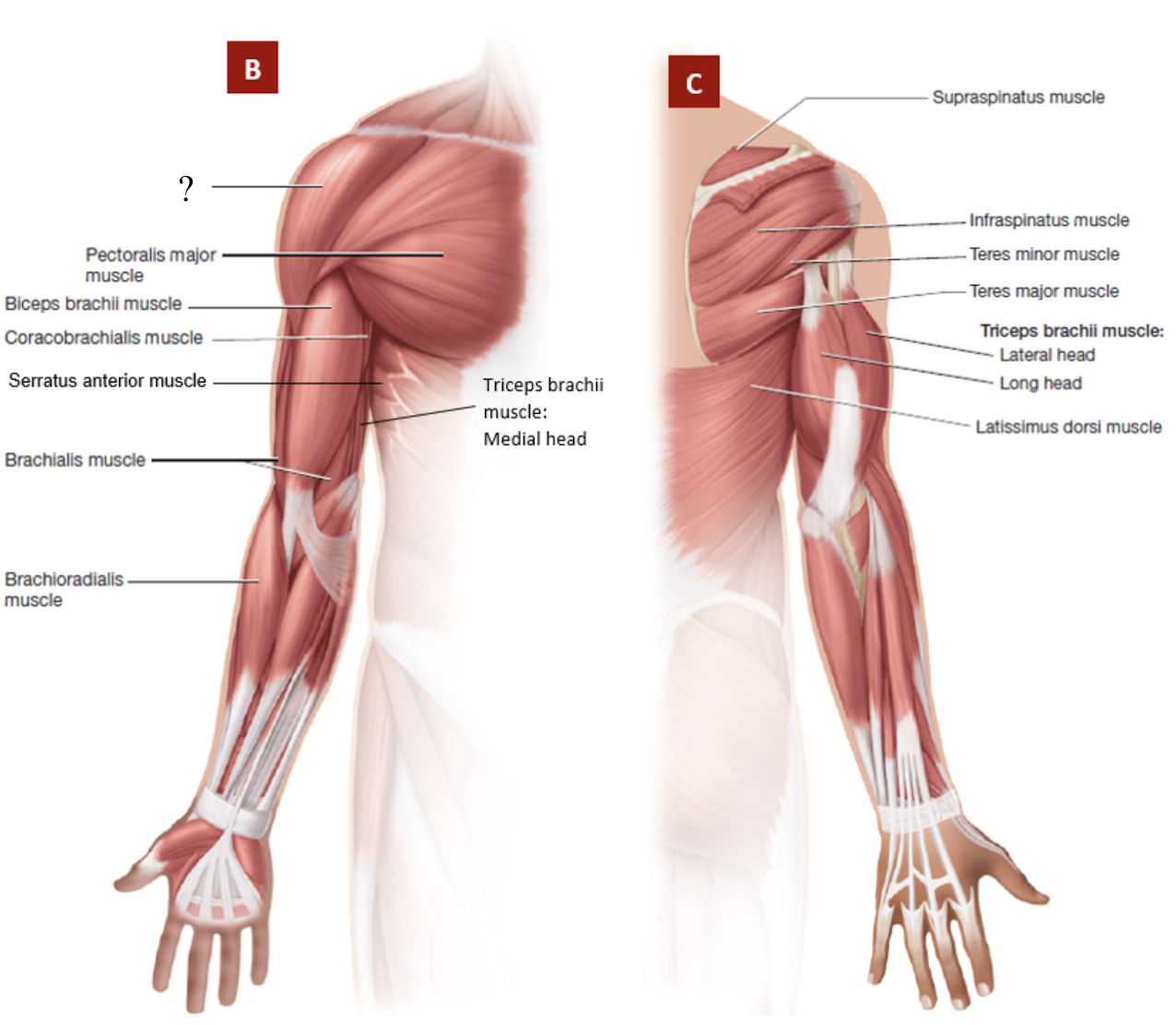 <p>superficial, caps the shoulder</p><ul><li><p>flexes, extends, abducts, medially and laterally rotates arm</p></li></ul><p></p>