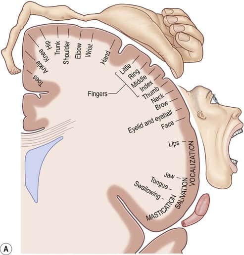 <p>plans, controls, and executes voluntary movements by sending signals to the body’s muscles</p><ul><li><p>primary output area for movement commands and is essential for coordinated actions&nbsp;</p></li><li><p>different areas map to different body parts to enable precise muscle control</p></li><li><p>located in frontal lobe —&gt; band</p></li></ul><p></p>
