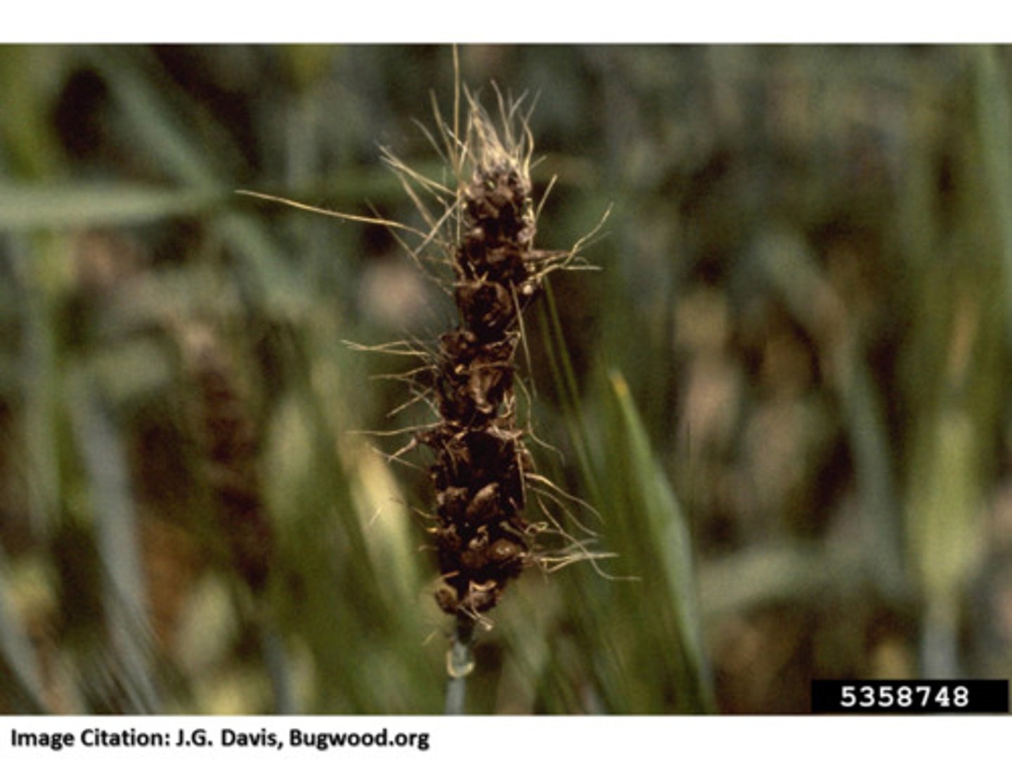 <p>Thin, delicate peridium that ruptures easily to expose teliospores</p>