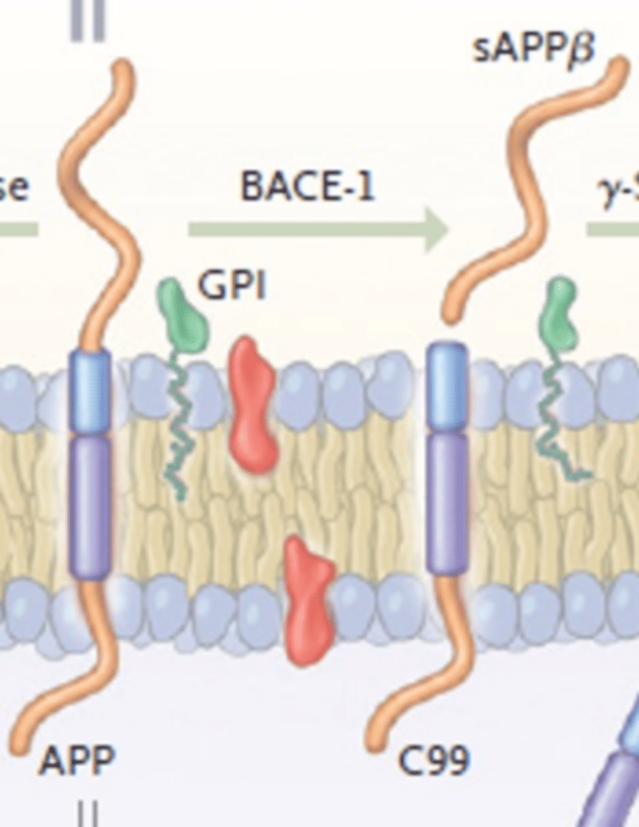 <p>B-secretase cleaves APP</p><p>Creating C99 and sAPPB</p>