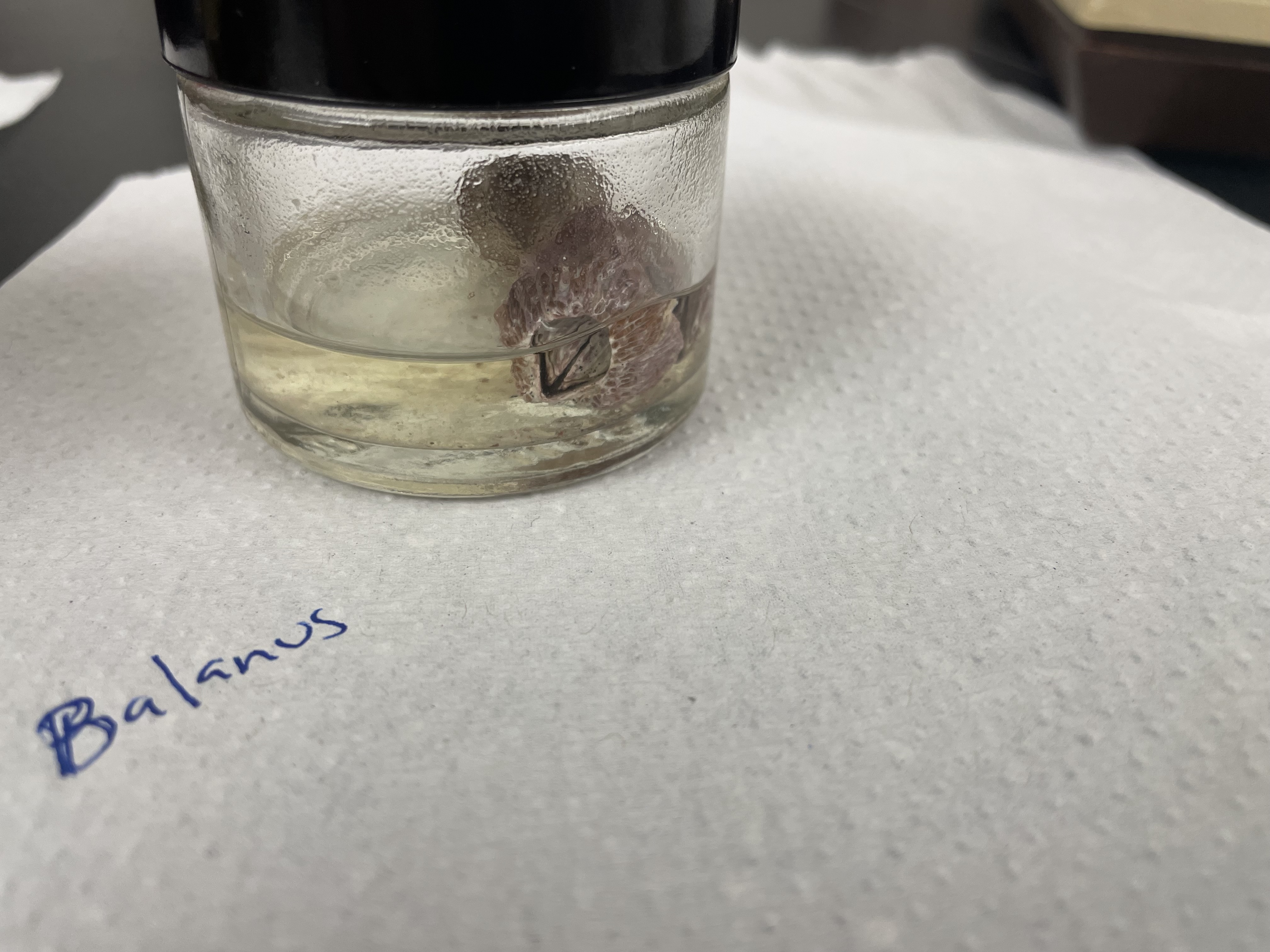 <p>Subphylum</p><p>Order</p><p>Genus</p>