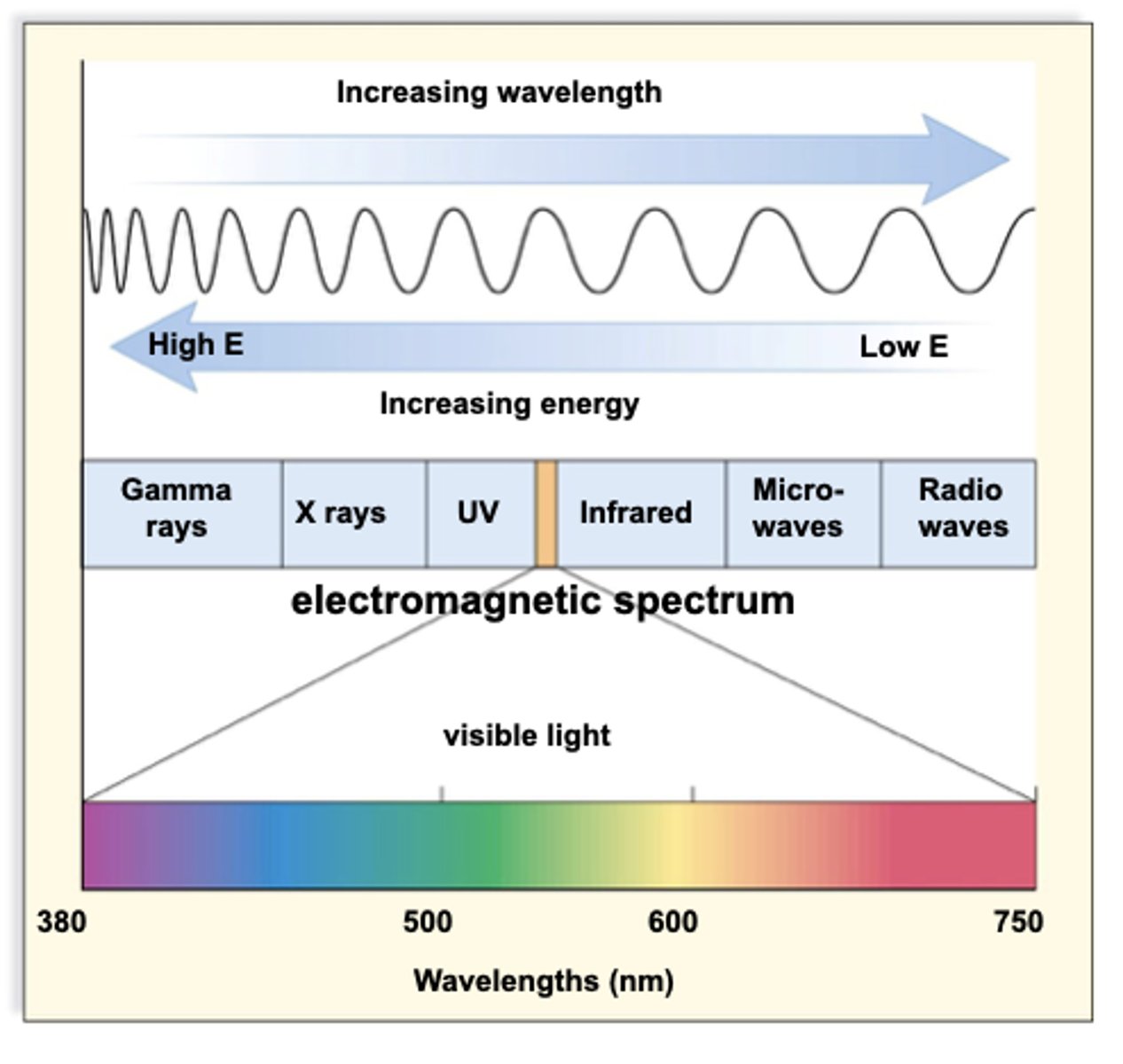 <p>visible light</p>