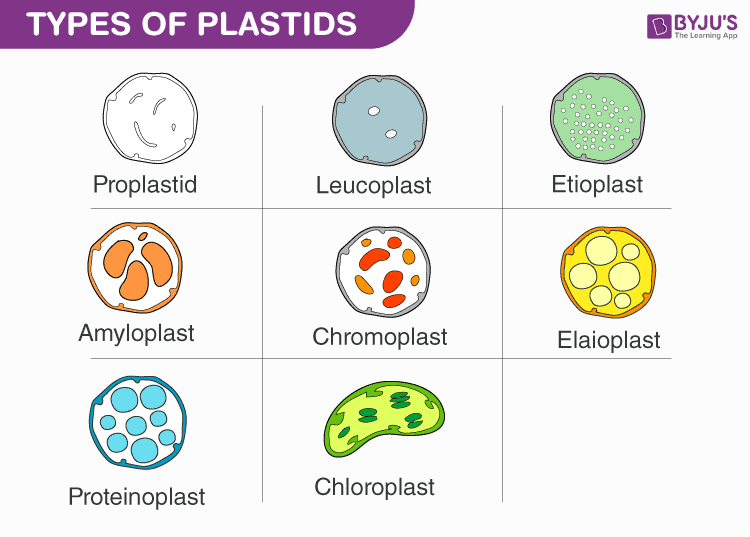 <p>Plastids</p>