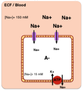 What happens if the cell is permeable to only Na+?
