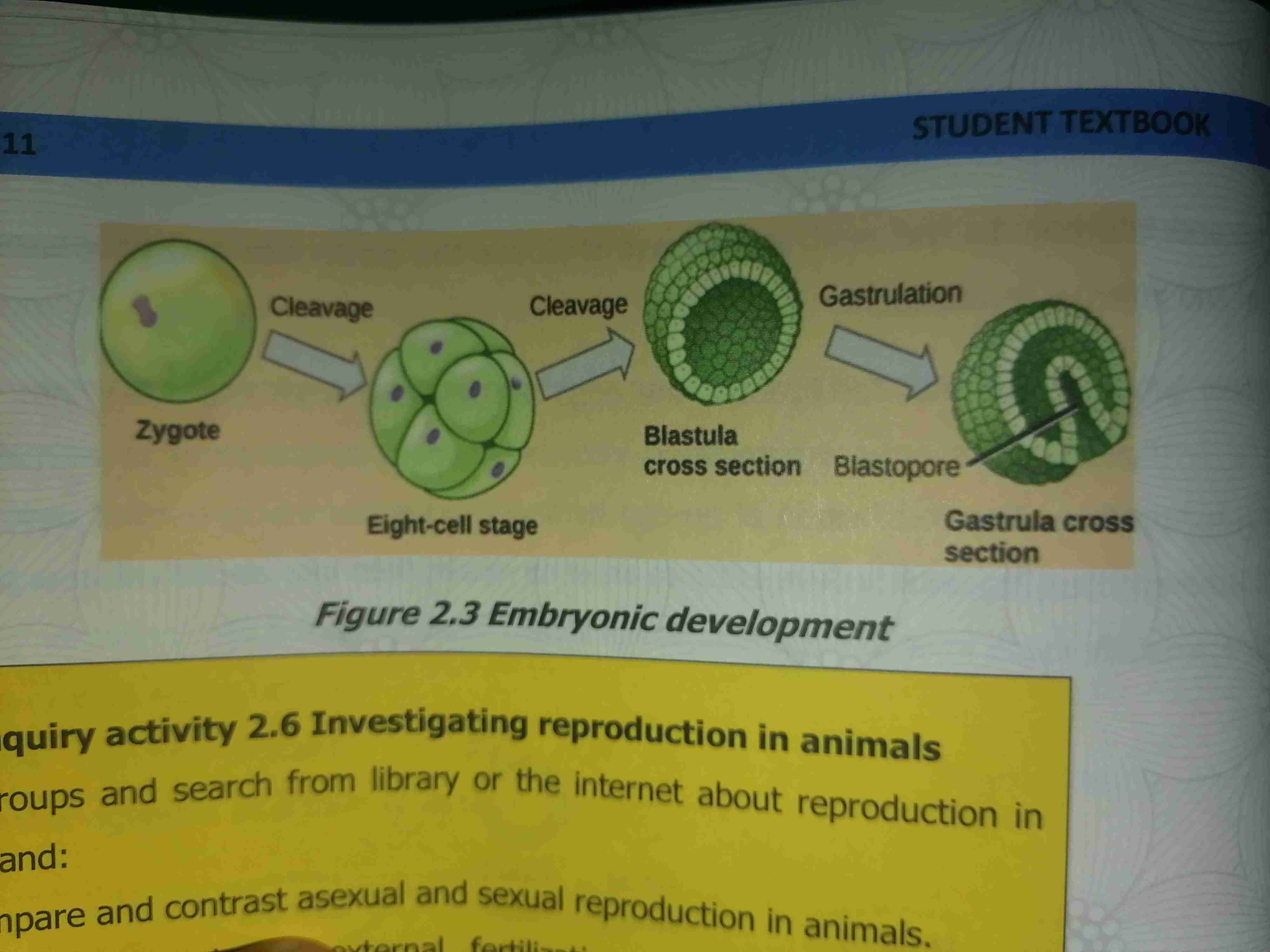 <p>What happens after fertilzation</p>