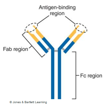 <p>Y-shaped proteins composed of:</p><ul><li><p>FAB = fragment antigen binding region</p></li><li><p>Fc = fragment constant → tail end that binds to immune cells and proteins of complement system. </p></li></ul><p>**Antibodies are also called immunoglobulins. </p>