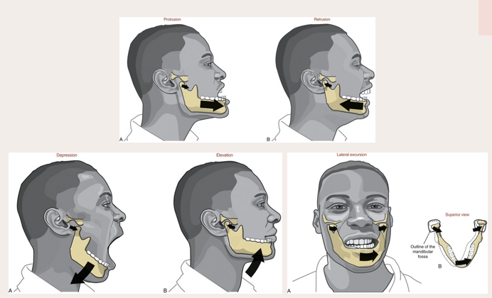 <ul><li><p>achieved by contraction of the anterior suprahyoid muscles following stabilization of the hypoid bone by posterior suprahyoid muscles and the infrahyoid muscles&nbsp;</p></li></ul><p></p>