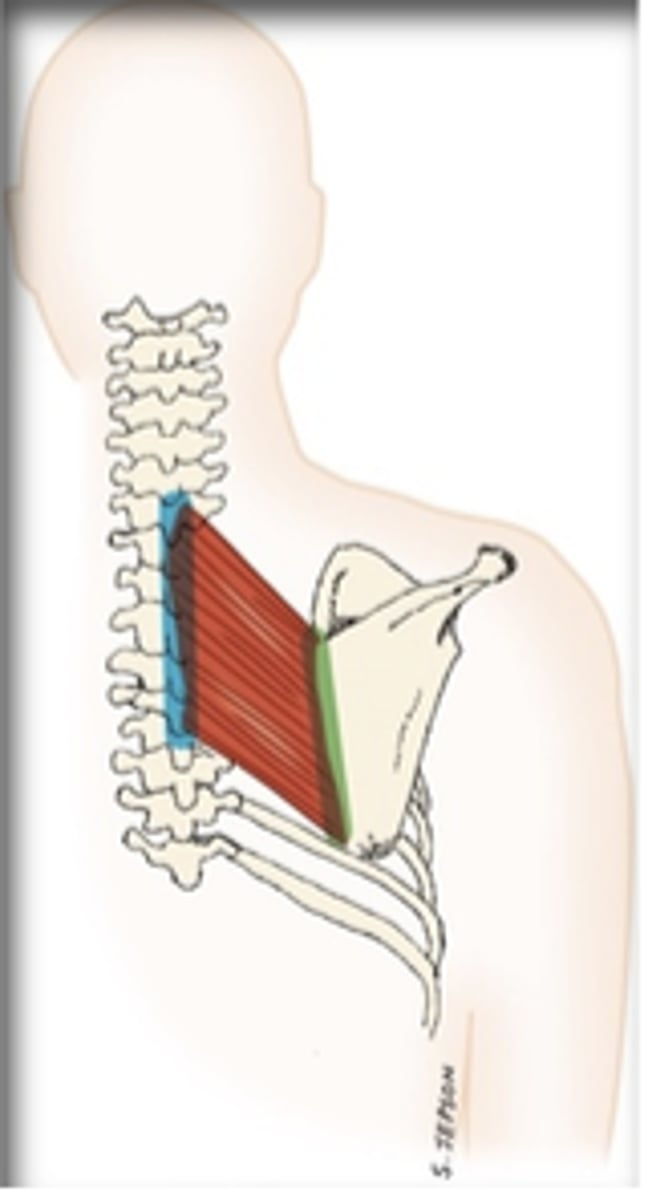 <p>What muscle is this?</p>
