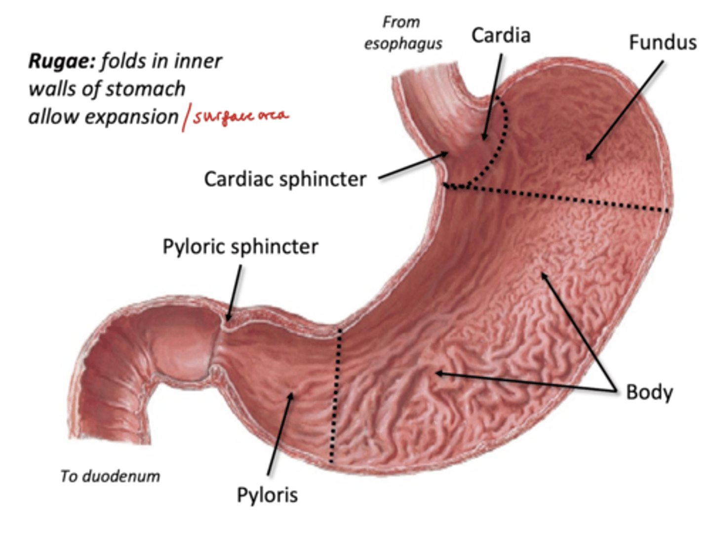 <p>rounded upper portion of the stomach, usually houses lots of gases</p>