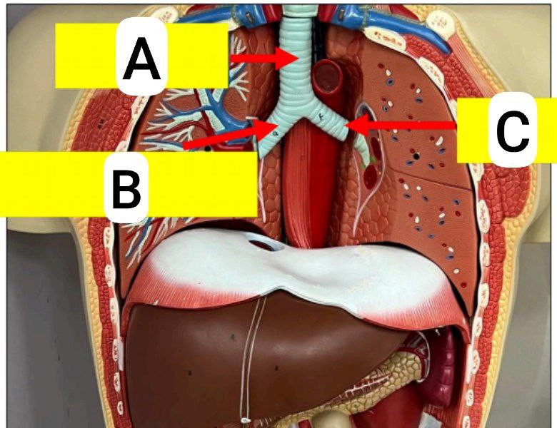 <p>Identify the following and identify the beginning and end/ termination of these tubes</p>