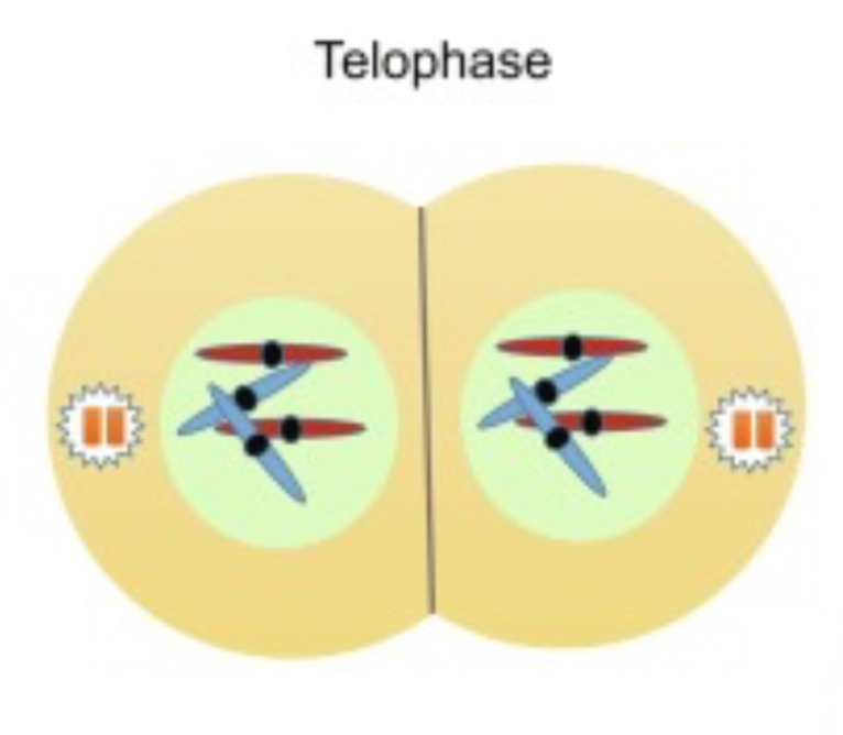 <ul><li><p>The separated chromatids reach the poles , the nuclear envelope re forms around each set of chromosomes.</p></li><li><p>The chromosomes being to de-condense back into chromatin</p></li><li><p>Fibres break down </p></li></ul>