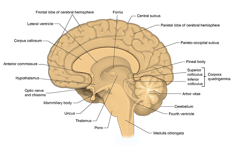 <img src="https://s3.amazonaws.com/thm-monocle-interactive/WBPmZrVTDB%2FBrain+BD+3.png" data-width="25%" data-align="center" alt="Brain BD 3.png"><p></p>