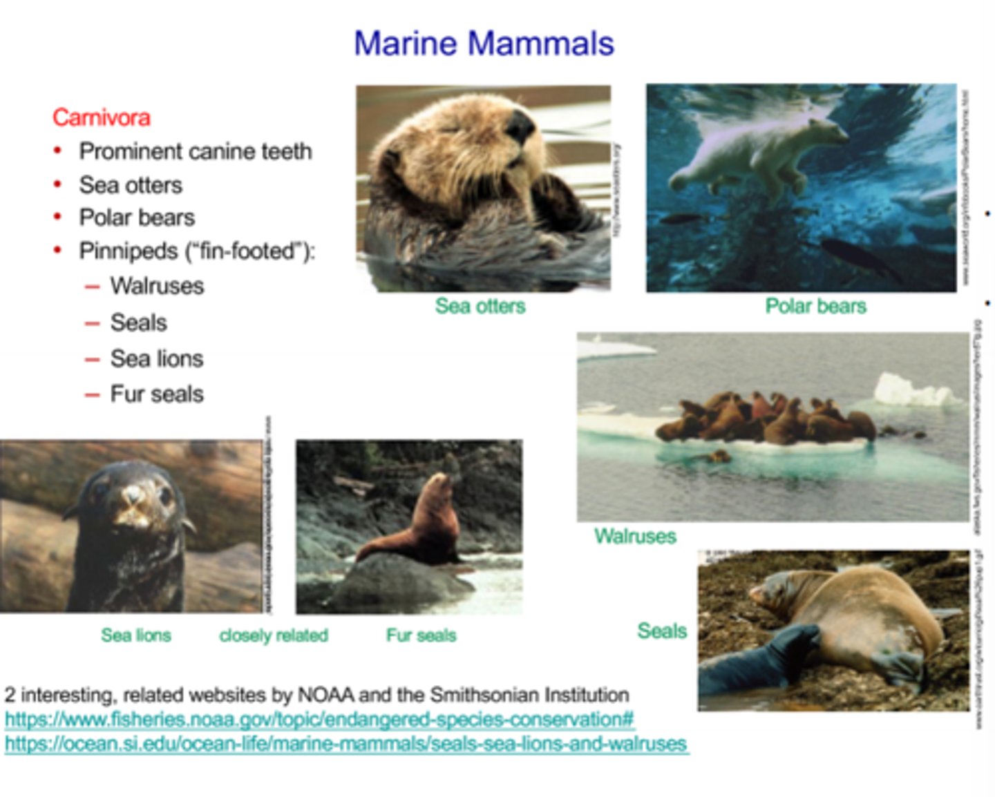 <p>- Have prominent canine teeth</p><p>- Includes sea otters, polar bears, and Pinnipeds (meaning "fin-footed")</p><p>- Pinnipeds include Walruses, Seals, Sea lions, and Fur Seals</p><p>- Sea otters live in nothern Pacific and Northern Atlatnic and tend to live in kelp forests where they eat urchins and abalone</p><p>- Polar bears live in high latitudes in the north polar region (while penguins live in southern hemisphere)</p>