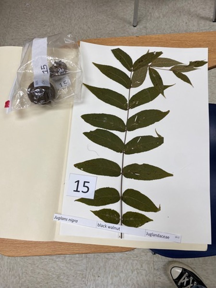 <p>Juglans nigra (Juglandaceae)</p>