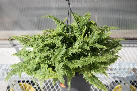 <p>Fluffy Ruffles Fern</p>
