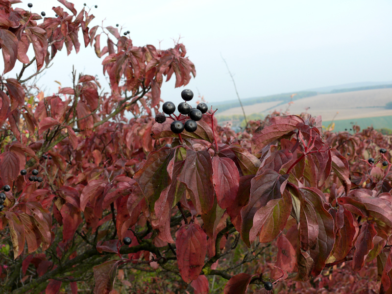 <p>svída krvavá </p>