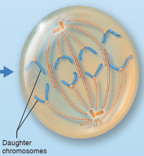 <p>What stage of mitosis is shown here?</p>