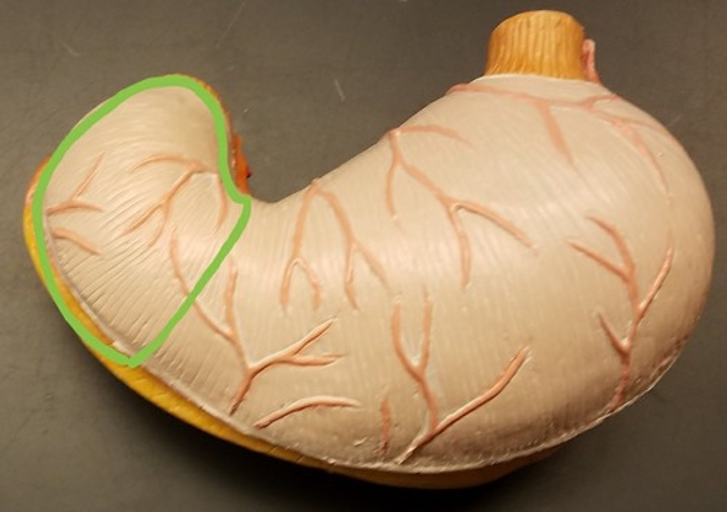 <p>The lower part of the stomach, leading to the small intestine.</p>