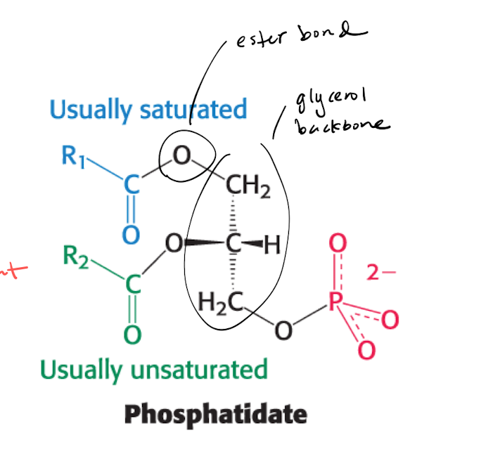 <ul><li><p>Key intermediate for phospholipids and triacylglycerol </p></li><li><p>PA is formed from glycerol-3-phosphate (G3P), which is primarily formed by DHAP <br></p></li><li><p>the reaction is regulated with 1 un/saturated enzyme, so that 2 AA are connected with ester bonds. </p></li></ul><p></p>