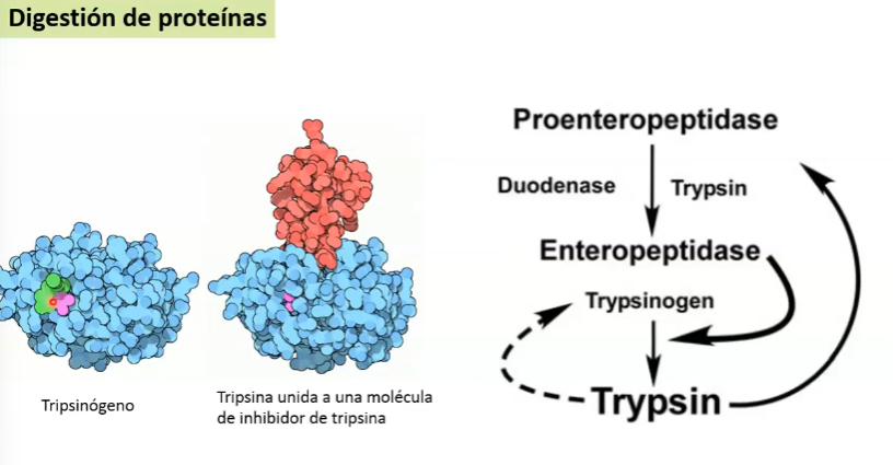 <p>Tripsinógeno es un Zimógeno inactivo de la endopeptidasa inactiva.</p><ul><li><p>En las células del pancreas en caso de una activación precoz de la tripsina hay una <strong>molécula de inhibidor de tripsina</strong>.</p></li></ul><p></p><p>Activación requiere: ENTEROPEPTIDASA (sintetizada por los enterocitos, localizada en su membrana apical)</p><ul><li><p>Se sinentiza como PROENTEROPEPTIDASA y otra proteasa la activa: Duodenasa o Tripsina</p></li><li><p>El propio tripsinógeno es capaz de autoclivarse</p></li></ul><p></p><p>TRIPSINA ENCARGADA DE ACTIVAR TODOS LOS DEMÁS ZIMÓGENOS (quimotripsina, proelastasa, procarboxipeptidasas)</p><p>Son activadas en el duodeno, en la luz del tubo digestivo.</p><ul><li><p>DEPENDIENTES de SERINA (su sitio activo es una serina)</p></li></ul><p></p><p>Generando: 30% AA libres y 70% de oligopéptidos </p><p>Los oligopéptidos serán degradados por las peptidasas de la membrana apical del enterocito (dipeptidos, tripeptidos o AA)</p>