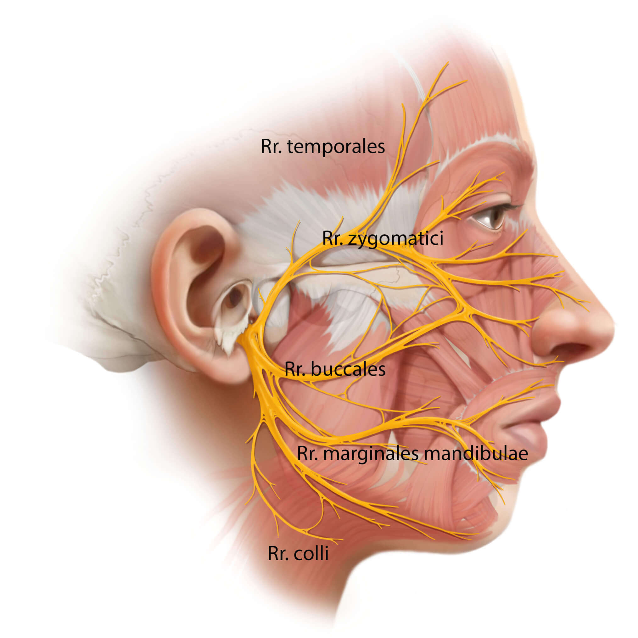 zenuw, type, functie, craniale foramen