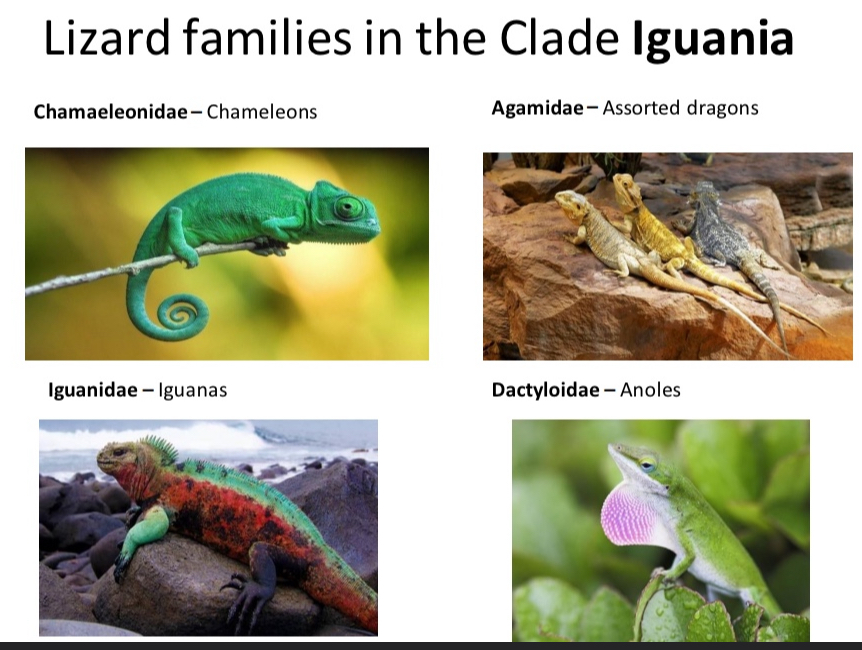 <p>Lizard families in the Clade Iguania</p>