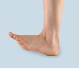 <p>flexion of foot</p>