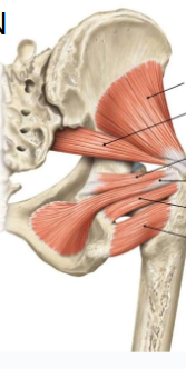 <p>Locate the muscles of the lateral rotator group of the gluteal region on the following image</p>