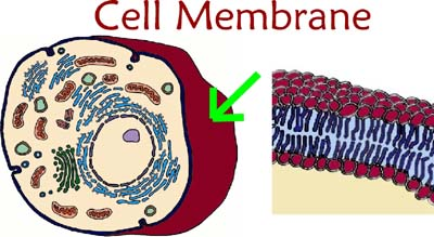 <p>Cell (plasma) membrane</p>