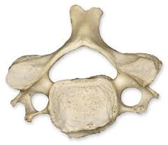 <p>name of bone</p>