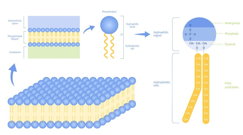 <p>A type of lipid molecule that forms the bilayer of the plasma membrane, consisting of hydrophilic heads and hydrophobic tails. </p>