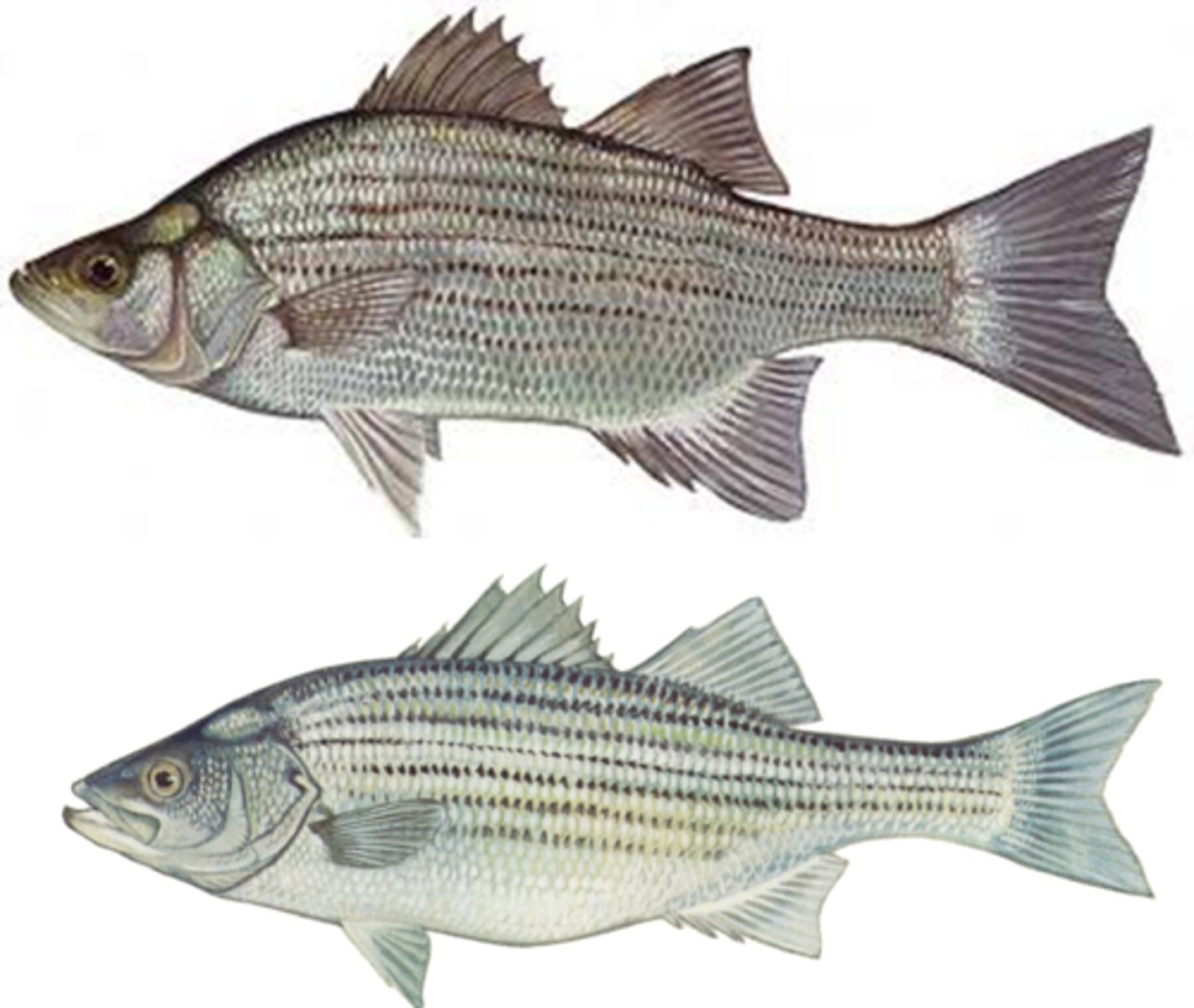 <p>White Bass</p><p>Striped Bass</p>